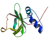 Lecithin Retinol Acyltransferase (LRAT)