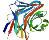 Lectin, Mannose Binding 1 (LMAN1)