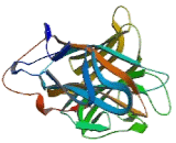 Lectin, Mannose Binding 2 (LMAN2)