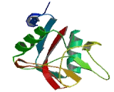 Lectin Like Transcript 1 (LLT1)