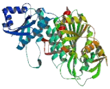 Leucine Aminopeptidase (LAP)