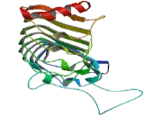 Leucine Rich Alpha-2-Glycoprotein 1 (LRG1)