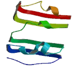 Leucine Rich Repeat And Fibronectin Type III Domain Containing Protein 2 (LRFN2)