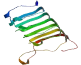 Leucine Rich Repeat And Fibronectin Type III Domain Containing Protein 3 (LRFN3)