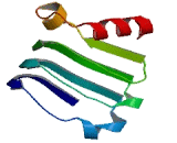 Leucine Rich Repeat And Fibronectin Type III Domain Containing Protein 5 (LRFN5)