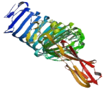 Leucine Rich Repeat And Ig Domain Containing Protein 1 (LINGO1)