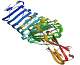 Leucine Rich Repeat And Ig Domain Containing Protein 2 (LINGO2)