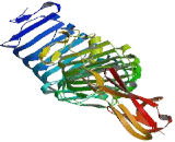 Leucine Rich Repeat And Ig Domain Containing Protein 3 (LINGO3)