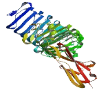 Leucine Rich Repeat And Ig Domain Containing Protein 4 (LINGO4)