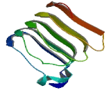 Leucine Rich Repeat Containing Protein 10 (LRRC10)