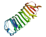 Leucine Rich Repeat Containing Protein 10B (LRRC10B)