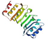 Leucine Rich Repeat Containing Protein 14 (LRRC14)