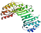 Leucine Rich Repeat Containing Protein 16A (LRRC16A)