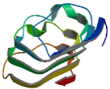 Leucine Rich Repeat Containing Protein 17 (LRRC17)