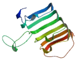 Leucine Rich Repeat Containing Protein 2 (LRRC2)