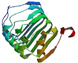 Leucine Rich Repeat Containing Protein 26 (LRRC26)