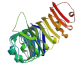 Leucine Rich Repeat Containing Protein 28 (LRRC28)