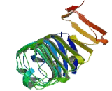 Leucine Rich Repeat Containing Protein 30 (LRRC30)