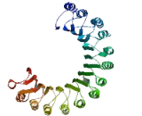 Leucine Rich Repeat Containing Protein 31 (LRRC31)