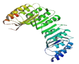 Leucine Rich Repeat Containing Protein 34 (LRRC34)