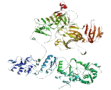 Leucine Rich Repeat Containing Protein 37A2 (LRRC37A2)