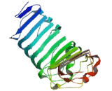 Leucine Rich Repeat Containing Protein 38 (LRRC38)