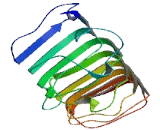 Leucine Rich Repeat Containing Protein 39 (LRRC39)