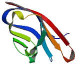 Leucine Rich Repeat Containing Protein 4 (LRRC4)