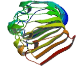 Leucine Rich Repeat Containing Protein 43 (LRRC43)