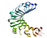 Leucine Rich Repeat Containing Protein 46 (LRRC46)