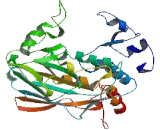 Leucine Rich Repeat Containing Protein 47 (LRRC47)