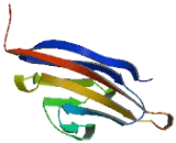 Leucine Rich Repeat Containing Protein 4C (LRRC4C)