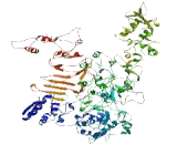 Leucine Rich Repeat Containing Protein 53 (LRRC53)