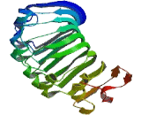 Leucine Rich Repeat Containing Protein 55 (LRRC55)