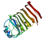 Leucine Rich Repeat Containing Protein 56 (LRRC56)