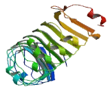 Leucine Rich Repeat Containing Protein 59 (LRRC59)