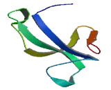 Leucine Rich Repeat Containing Protein 7 (LRRC7)