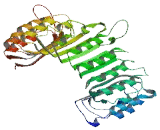 Leucine Rich Repeat Containing Protein 71 (LRRC71)