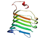 Leucine Rich Repeat Containing Protein 8C (LRRC8C)