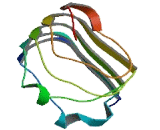 Leucine Rich Repeat Containing Protein 8E (LRRC8E)