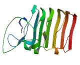 Leucine Rich Repeat Neuronal Protein 2 (LRRN2)