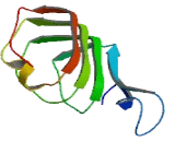 Leucine Rich Repeat Neuronal Protein 3 (LRRN3)