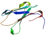 Leucine Rich Repeat Neuronal Protein 4 (LRRN4)