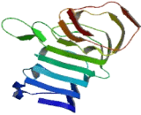 Leucine Rich Repeats And Guanylate Kinase Domain Containing Protein (LRGUK)