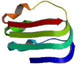 Leucine Rich Repeats And Immunoglobulin Like Domains Protein 2 (LRIG2)