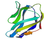 Leucine Rich Repeats And Immunoglobulin Like Domains Protein 3 (LRIG3)