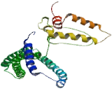 Leucine Zipper Protein 4 (LUZP4)