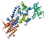 Leucyl tRNA Synthetase 2, Mitochondrial (LARS2)