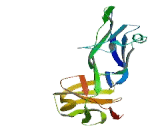 Leukocyte Immunoglobulin Like Receptor Subfamily A, Member 1 (LILRA1)