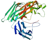 Leukocyte Immunoglobulin Like Receptor Subfamily A, Member 6 (LILRA6)